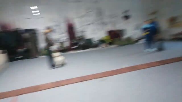 Щенок русской псовой борзой Слава и тренировка в рамках проекта Управляемая городская собака