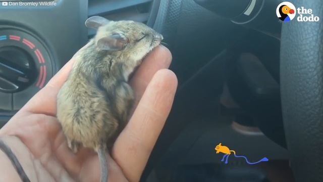 Watch This Guy Bring a “Dead” Mouse Back To Life | The Dodo смотреть онлайн