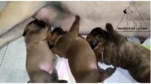 Долгожданные щенки Преса Канарио в питомнике Duenos de la Vida. Presa Canario puppies