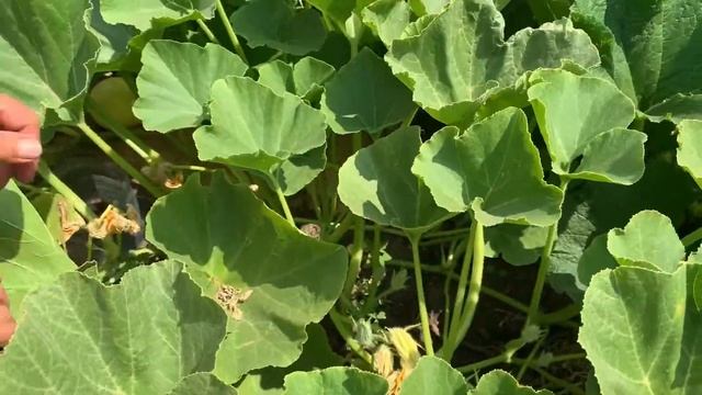 Тыква-как из 2 кустов получить целый урожай? смотреть онлайн