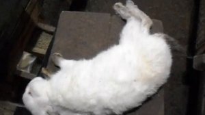 Непроходимость кишечника у кролика