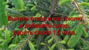 Как приготовить сироп из молодых еловых веточек?