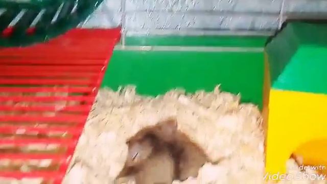 Новогодние болтуны кролик и хомяк. смотреть онлайн