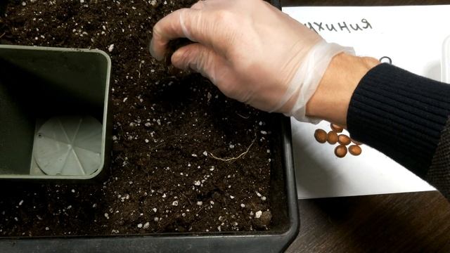 Баухиния или нет ? смотреть онлайн