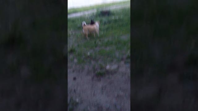 Моя собака сошла с ума смотреть онлайн