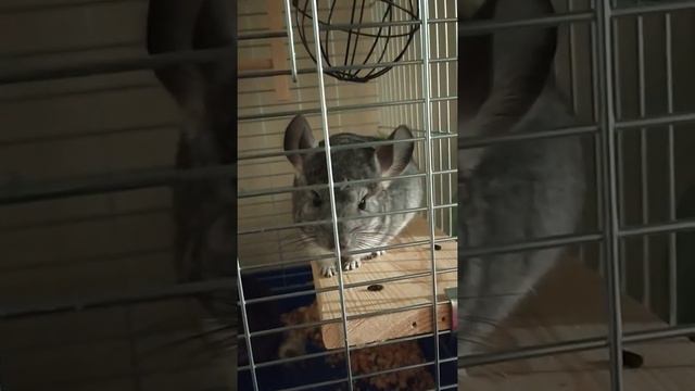 Что нужно знать о шиншиллах