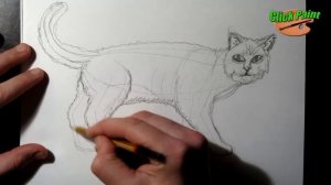 Как нарисовать кошку карандашом на бумаге.How to draw a cat pencil on paper