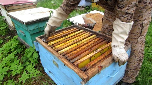 РАСШИРЯЕМ 16 РАМОЧНЫЕ УЛЬИ С ПЧЁЛАМИ ДО ПОЛНОГО КОМПЛЕКТА И ОБНОВЛЕНИЯ ГНЕЗДА???. смотреть онлайн