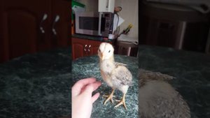 Амераукан. Цыпленок, 1 месяц.