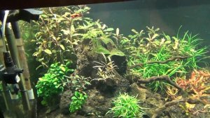 Медленный травник  Месяц от запуска