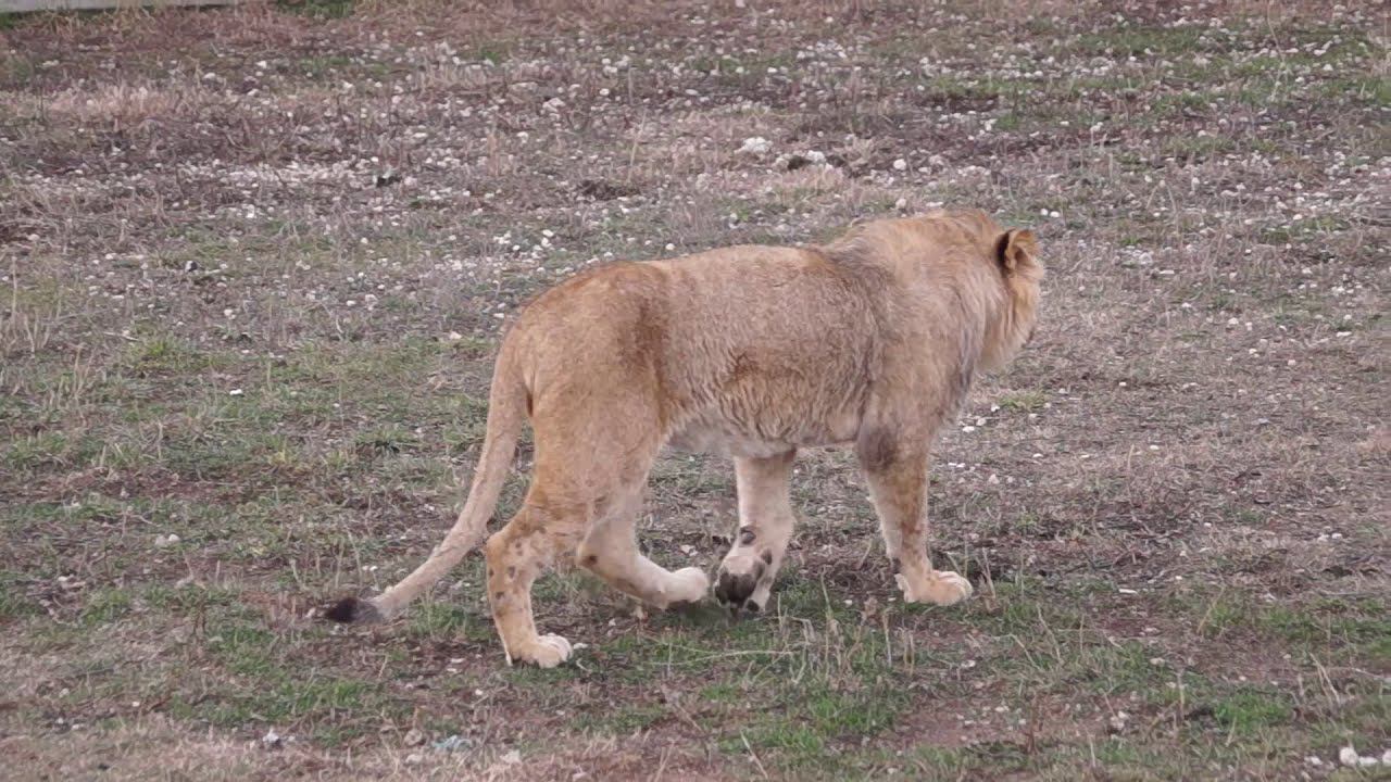 Львы в парке Тайган, Крым, январь 2021 смотреть онлайн