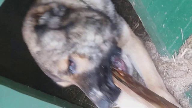 Алабай Яр 1.1год смотреть онлайн