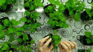 Результат прищипки петунии