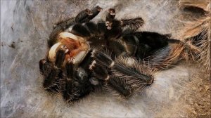 О Лошадином пауке птицееде или Lasiodora parachybana и не только от Spiders House