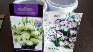 Эустома. Самый простой способ посева семян.