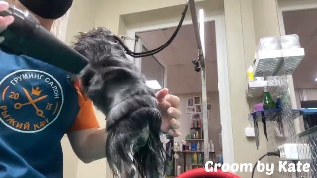 Модная стрижка вашего Йоркширского терьера