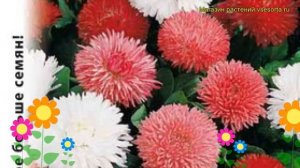 Маргаритка обыкновенная Конфетти. Краткий обзор, описание характеристик, где купить семена