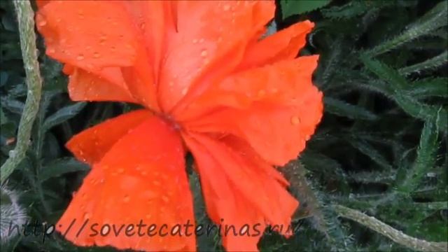 Маки многолетние смотреть онлайн