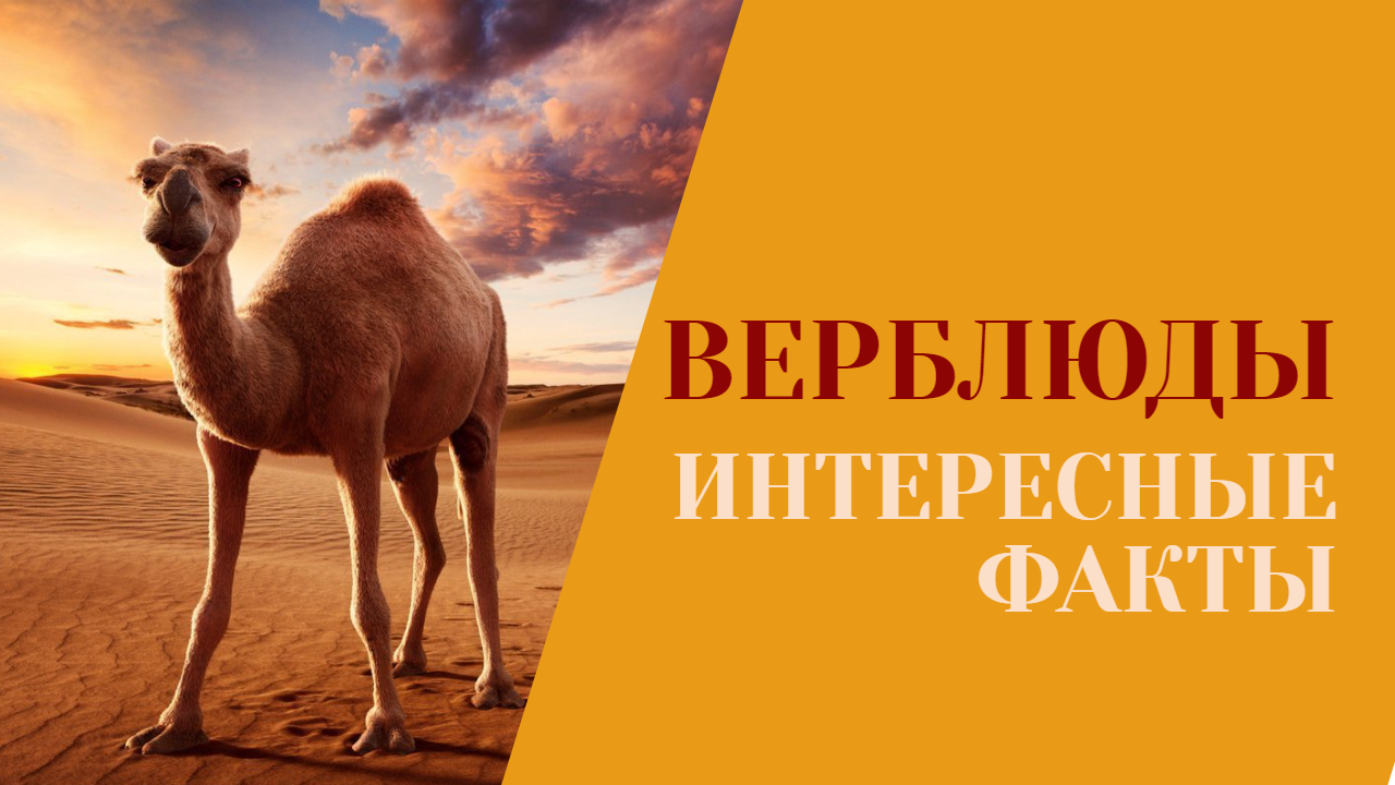 Интересные факты о верблюдах