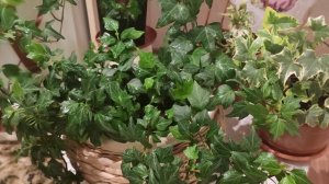 Хедера-плющ!