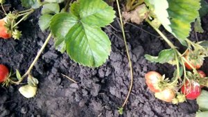 Земляника садовая. Сорт ГЕНРИ