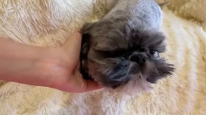 Вкрадце почему стоит выбрать породу Ши-Тцу