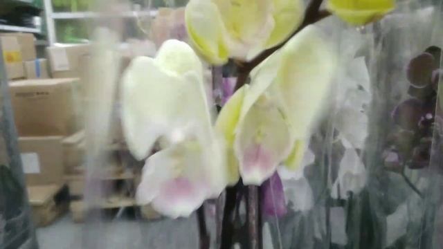 Замечательные орхидеи в Леруа??? Московская поставка. смотреть онлайн