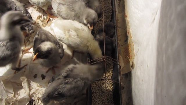 Маленькие цыплята.Несколько минут из жизни цыплят! смотреть онлайн