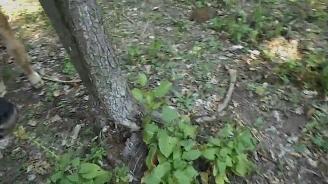 Nikon Coolpix l28 video test смотреть онлайн