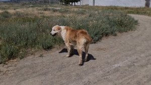 приотарные аборигенные собаки гор Нохур!