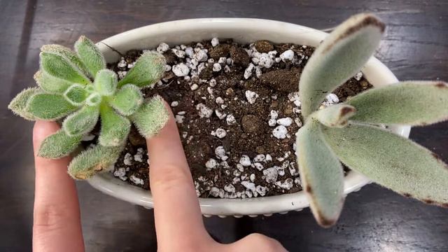 Cute And Easy Succulent Arrangement  Furry Succulents Once Upon A Succulent