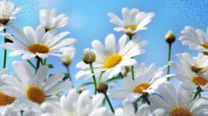 Футаж фоновый, ромашки, для видеомонтажа