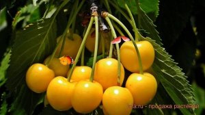 Черешня средний Чермашная (chermashnaia) ? обзор: как сажать, саженцы черешни Чермашная