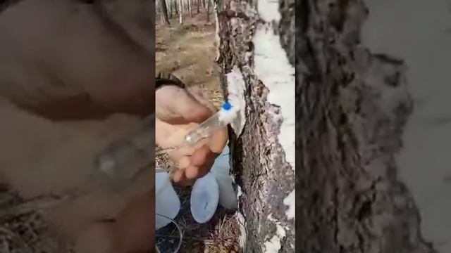 Березовый сок. Самый щадящий способ сбора //Живая Баня Иван Бояринцев смотреть онлайн