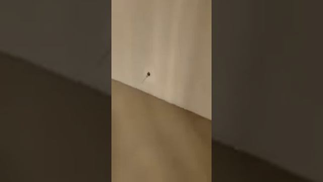 Бухар Жырау DeLuxe