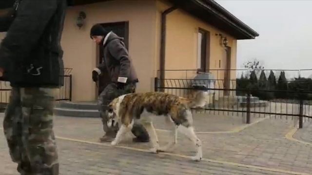 Алабай - САО. Наша выпускница Белый Лекарь Нефтида в Польше. смотреть онлайн