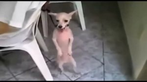 Смотрите. Не Пожалеете. Прикол.