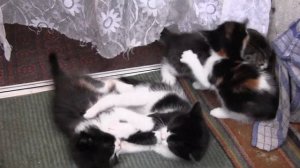 милые котята играют друг с другом