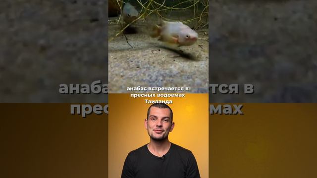 🐟Удивительная рыба, которая ходит по суше