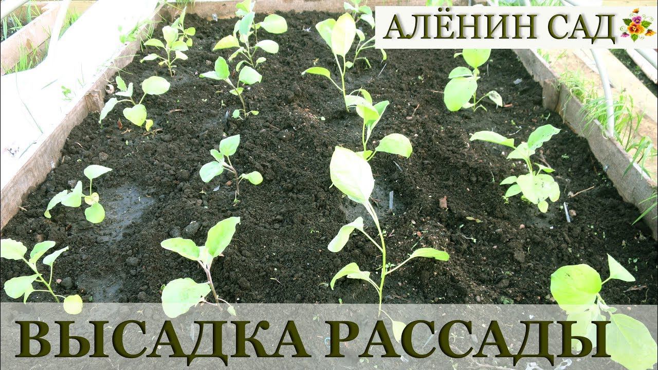 ВЫВОДЫ о сроках посева перца и баклажанов   / ВЫСАДКА рассады перца и баклажанов в парники