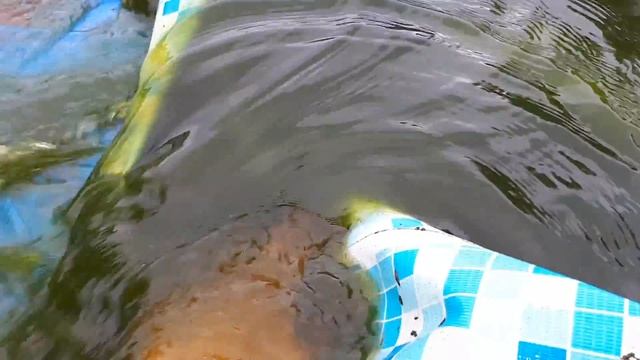 Что будет, если не чистить бассейн месяц. смотреть онлайн