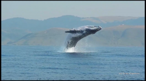 40-тонная горбатая китиха целиком выпрыгнула из воды