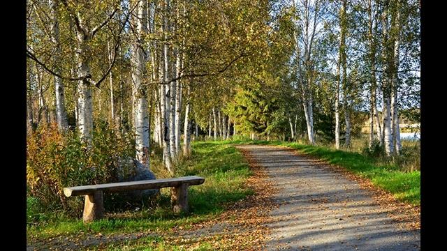 Нежный и крепкий СОН, 3 часа! Звуки природы! Пение птиц Синица и Соловей в берёзовой роще. смотреть онлайн