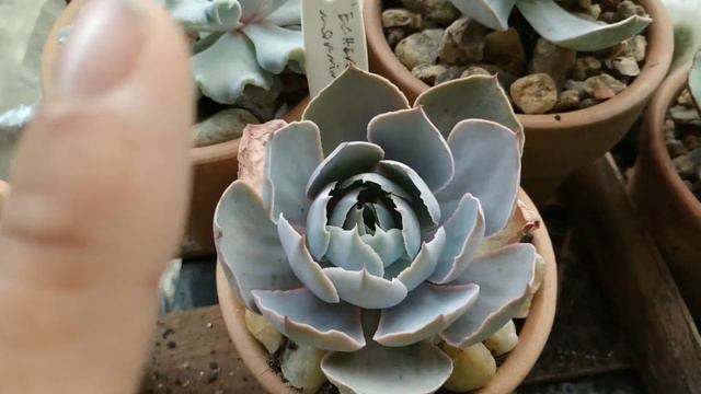 Echeveria Morning Ligth смотреть онлайн