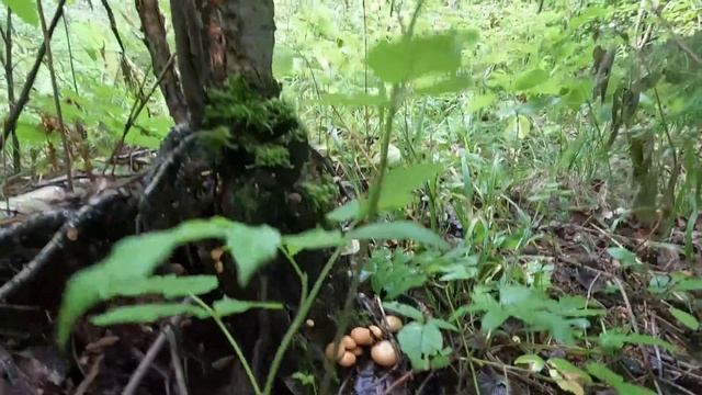 ❗ГРИБЫ в ГРИБНОМ ЛЕСУ после ДОЖДЯ.?Как ОТЛИЧИТЬ гриб СКРИПИЦА. Готовлю ГРУЗДИ. Грибы 2023