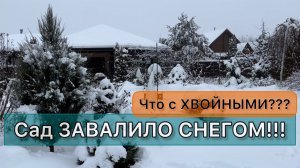 Что натворил снегопад в моём саду. Обзор сада. Растения с названиями. HD #чтопосадить #работывсаду