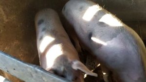 СУПЕР  КОРМ ДЛЯ СВИНЕЙ!!!! Дедовский способ!!!