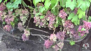 Сорт Винограда Гурман Радужный