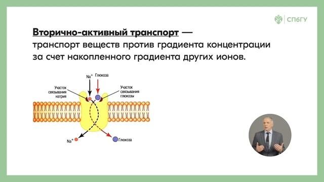 Механизмы активного транспорта