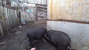 Вьетнамские свиньи ответы на вопросы содержание(Разведение поросят.продажи выгодно?)